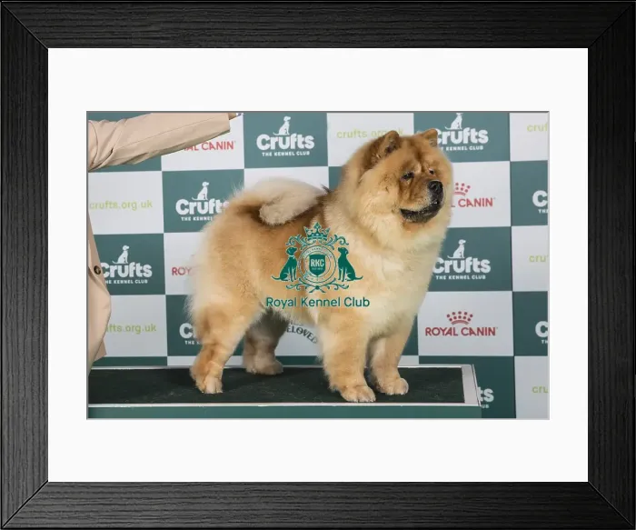 Framed Print : Crufts 2024 - Best of Breed Stacked Shulian Santa Ana Star Owners: Mr P W H & Mrs K J Wright Framed Print : Crufts 2024 - Best of Breed Stacked Shulian Santa Ana Star Owners: Mr P W H & Mrs K J Wright