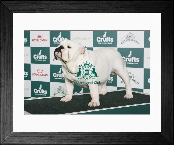 Framed Print : Crufts 2024 - Best of Breed Stacked Ilussion White Bright Diamond Owner: D Sebelova Framed Print : Crufts 2024 - Best of Breed Stacked Ilussion White Bright Diamond Owner: D Sebelova