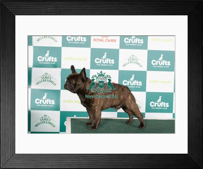 Framed Print : Crufts 2024 - Best of breed stacked Ch / esp Ch Chelmbull Rocket Man Ww Owners: Miss A & Mr D, Mr A & Mrs L Cund & Harrop Framed Print : Crufts 2024 - Best of breed stacked Ch / esp Ch Chelmbull Rocket Man Ww Owners: Miss A & Mr D, Mr A & Mrs L Cund & Harrop