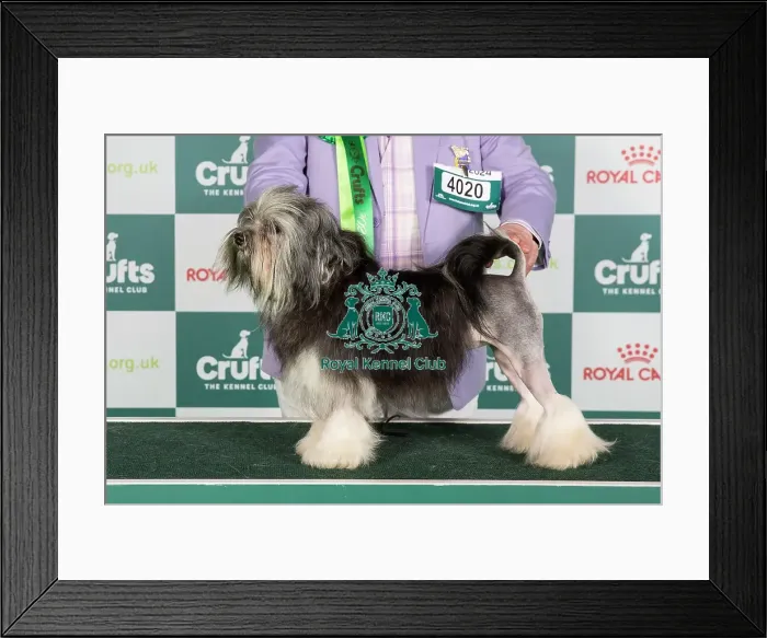Framed Print : Crufts 2024 Best of Breed stacked Golbourne Izzadorable JW Owners: Messrs K & R J Morgan-Stanley Framed Print : Crufts 2024 Best of Breed stacked Golbourne Izzadorable JW Owners: Messrs K & R J Morgan-Stanley