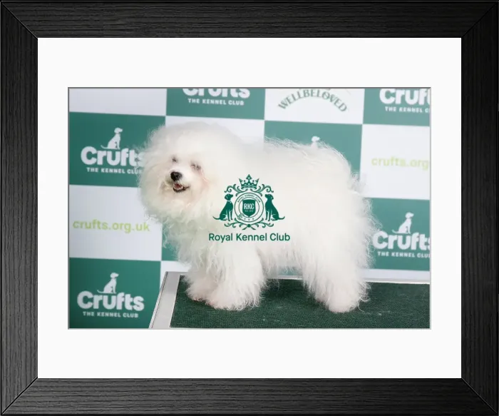 Framed Print : Crufts 2024 Best of Breed stacked Enjanicka Toscana Mio Caro Owner: Mrs J Towers