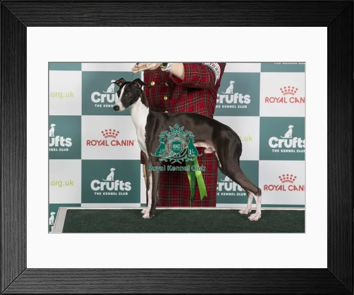 Framed Print : Crufts 2024 Best of Breed stacked Am Ch / am Gchs Selah Chiaroscuro Owners: Miss Mm & Miss Os & Mrs Ds Persinger Framed Print : Crufts 2024 Best of Breed stacked Am Ch / am Gchs Selah Chiaroscuro Owners: Miss Mm & Miss Os & Mrs Ds Persinger
