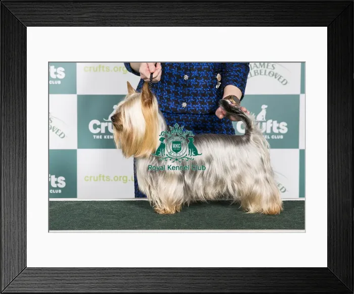 Framed Print : Crufts 2024 Best of Breed stacked Int / multi Ch Hades El Damikon Owner: Ms Lucie Vaničkova