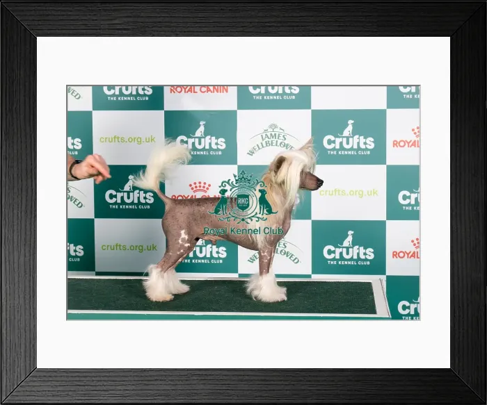 Framed Print : Crufts 2024 Best of Breed stacked Int / multi Ch Achilles Empathie Owner: Mrs M Sojka Framed Print : Crufts 2024 Best of Breed stacked Int / multi Ch Achilles Empathie Owner: Mrs M Sojka