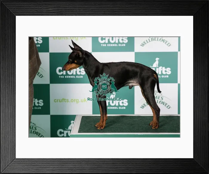 Framed Print : Crufts 2024 Best of Breed stacked Ch Nasabe Don't Tell Him Owner: Mr A Leonard