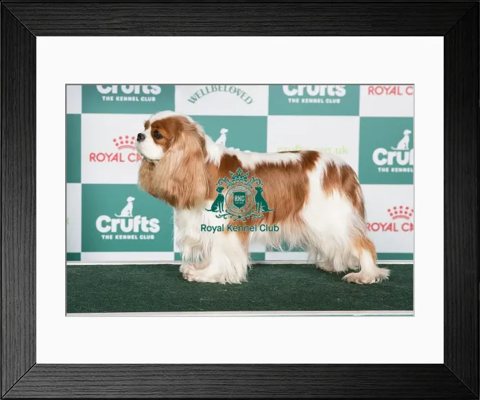 Framed Print : Crufts 2024 Best of Breed stacked Am Ch Chadwick Trivial Pursuit JW Owners: Ms C A & Dr M Eckersley & Reed Framed Print : Crufts 2024 Best of Breed stacked Am Ch Chadwick Trivial Pursuit JW Owners: Ms C A & Dr M Eckersley & Reed