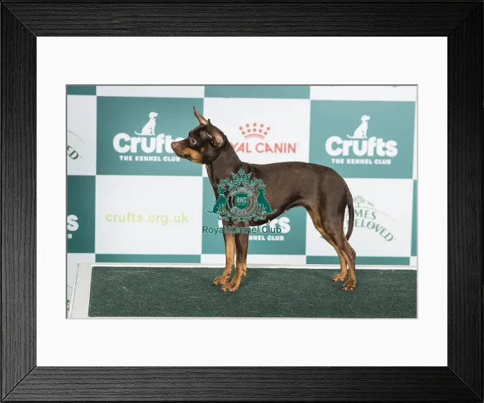 Framed Print : Crufts 2024 Best of Breed stacked Russian Toy (smooth) By / lt Ch Ollarena Queena Owner: Mrs I Holyland Framed Print : Crufts 2024 Best of Breed stacked Russian Toy (smooth) By / lt Ch Ollarena Queena Owner: Mrs I Holyland