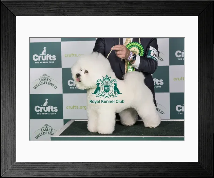 Framed Print : Crufts 2024 Best of Breed stacked Ch / am Ch Holdsway Lion King (imp) Owners: Mr M & Mr P & Mrs W Coad & Sanghoon Lee & Nam
