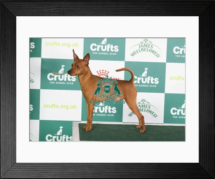 Framed Print : Crufts 2024 Best of Breed stacked Ch Hawksflight Hot Pursuit JW Owners: Ms T & Miss J Watkins & Bugden