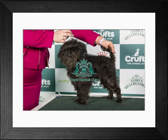 Framed Print : Crufts 2024 Best of Breed stacked Ch Coutureabull Mr Muison Owners: Mrs M E & Misss J Clifton-Plaice & Wildig