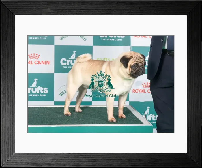 Framed Print : Crufts 2024 Best of Breed stacked Judamie Eltons Sun Owners: Ms J & Mr D Dawson-Payne & Mousley Framed Print : Crufts 2024 Best of Breed stacked Judamie Eltons Sun Owners: Ms J & Mr D Dawson-Payne & Mousley