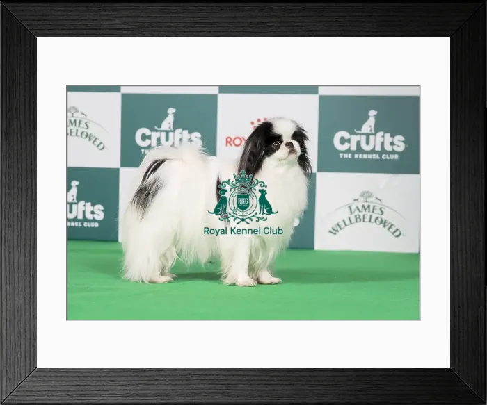 Framed Print : Crufts 2024 Best of Breed stacked Ch Harlouville Uptown Girl JW Owners: Mrs T & Mr A Quinn