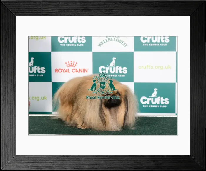 Framed Print : Crufts 2024 Best of Breed stacked Ch Pekehuis Apollo Owners: Mr J & Miss W J Shaw & Mee