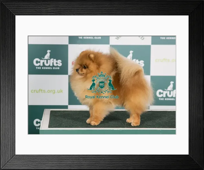 Framed Print : Crufts 2024 Best of Breed stacked Ch Lireva's Wildest Dreams Owner: A M Cawthera-Purdy