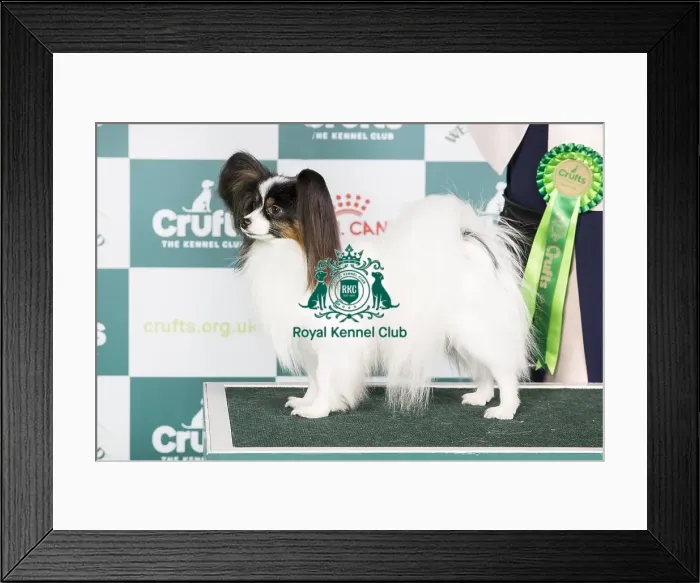 Framed Print : Crufts 2024 Best of Breed stacked Is Ch Fashion First High Priority Owner: Mrs A M Gudbergsdottir Framed Print : Crufts 2024 Best of Breed stacked Is Ch Fashion First High Priority Owner: Mrs A M Gudbergsdottir