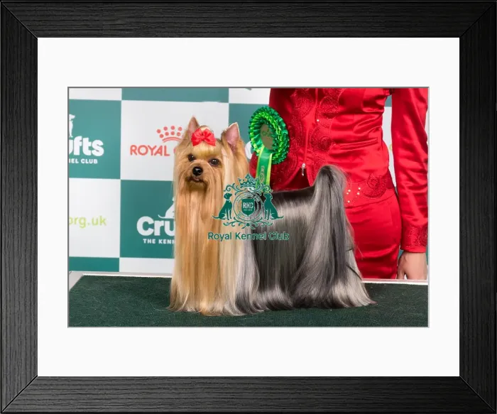 Framed Print : Crufts 2024 Best of Breed stacked Vw Calibri Fly Cosmos Owner: Mr Aco Pavlovski