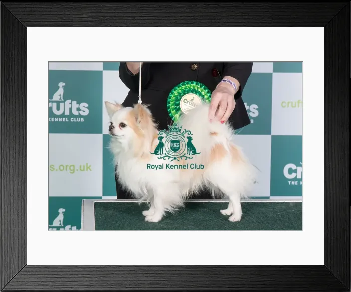 Framed Print : Crufts 2024 Best of Breed stacked Jp / dk / se / fi / no Ch Bramver's Millionaire Owner: Mrs Irene Peeker