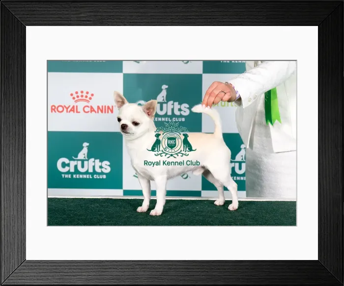Framed Print : Crufts 2024 Best of Breed stacked Esp / cr / slo / rus Ch Omg Omgs Lipetskih Ozer Owner: Mrs N Kriuchkova