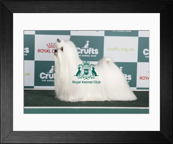 Framed Print : Crufts 2024 Best of Breed stacked Multi / int Ch Carmidanick Bohemian Rhapsody Owner: Mrs C Roberts
