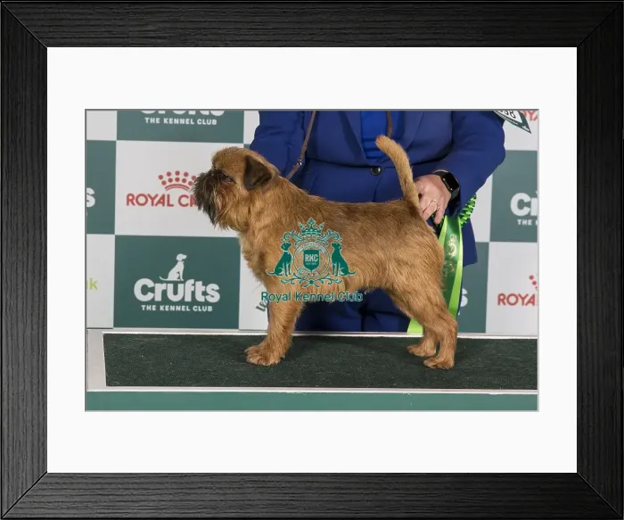 Framed Print : Crufts 2024 Best of Breed stacked Zilcan Monkey Business Owners: Mr M, Mrs C & Miss F Selby, Allen & Whithead Framed Print : Crufts 2024 Best of Breed stacked Zilcan Monkey Business Owners: Mr M, Mrs C & Miss F Selby, Allen & Whithead