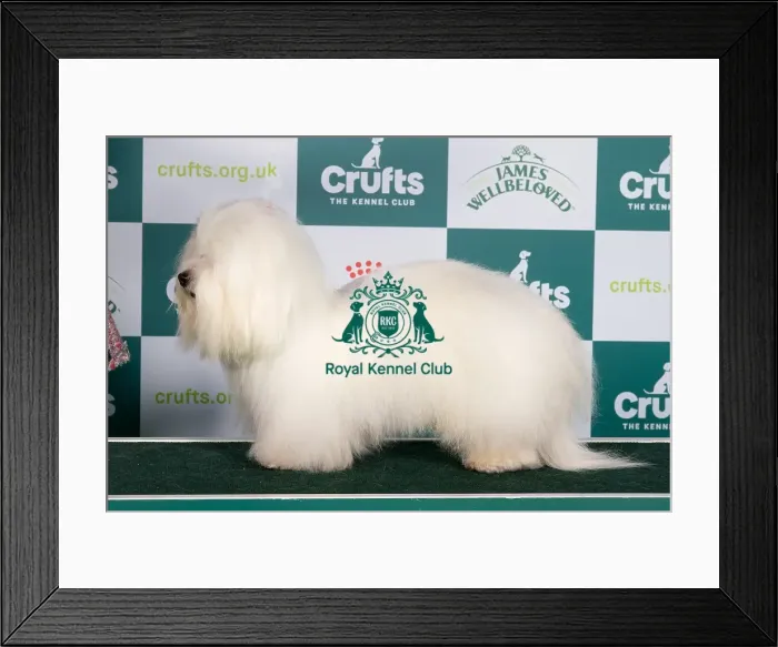 Framed Print : Crufts 2024 Best of Breed stacked Int / bel Ch Cotonkiss Heaven Help Us Nlw'23 Owner: Mrs C Clarke