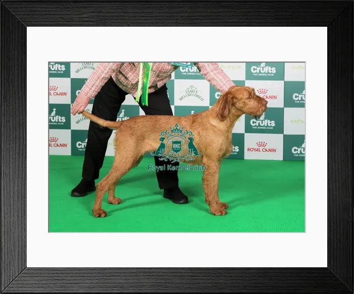 Framed Print : Crufts 2024 Best of Breed Stacked Aldozovolgyi-Drotos Csermely at Enryb JW (Imp Hun) Owner: Mrs J Byrne Framed Print : Crufts 2024 Best of Breed Stacked Aldozovolgyi-Drotos Csermely at Enryb JW (Imp Hun) Owner: Mrs J Byrne