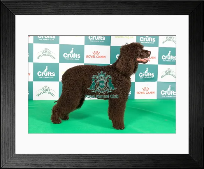 Framed Print : Crufts 2024 Best of Breed Stacked Sh Ch Stanegate Stage Debut (ai) ShCEx Owners: Mrs L A & Mr P Bradley