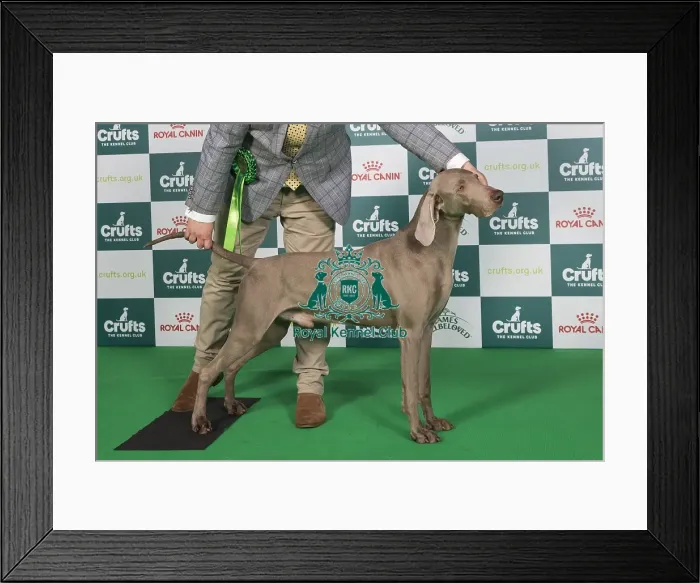Framed Print : Crufts 2024 Best of Breed Stacked Sh Ch Gunalt Hendricks Owners: Messrs D R & G A Alcorn & Ingram