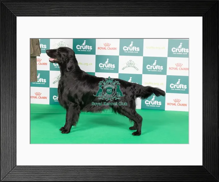 Framed Print : Crufts 2024 Best of Breed Stacked Sh Ch Flatcharm Mayhem Miller Owner: Miss K L Holland Framed Print : Crufts 2024 Best of Breed Stacked Sh Ch Flatcharm Mayhem Miller Owner: Miss K L Holland