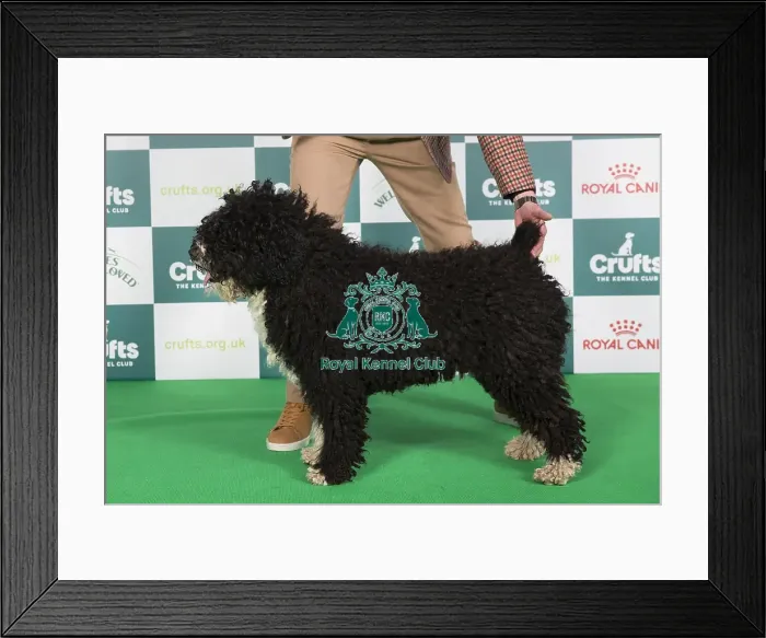 Framed Print : Crufts 2024 Best of Breed Stacked Bombadee Pirelli Owner: Mr T Kaczorek