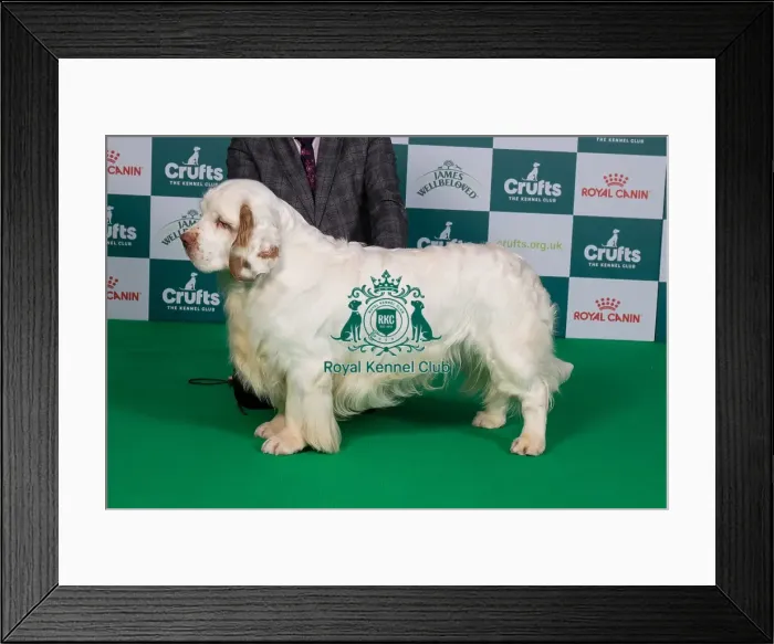 Framed Print : Crufts 2024 Best of Breed Stacked Sh Ch Vanitonia Soloist Owner: Mr L As Cox Framed Print : Crufts 2024 Best of Breed Stacked Sh Ch Vanitonia Soloist Owner: Mr L As Cox