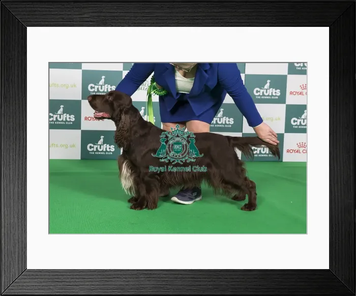 Framed Print : Crufts 2024 Best of Breed Stacked Sh Ch Nadavin Yaden at Irisbel Owners: Mr D, Mrss & Mr G Adams & Lewis