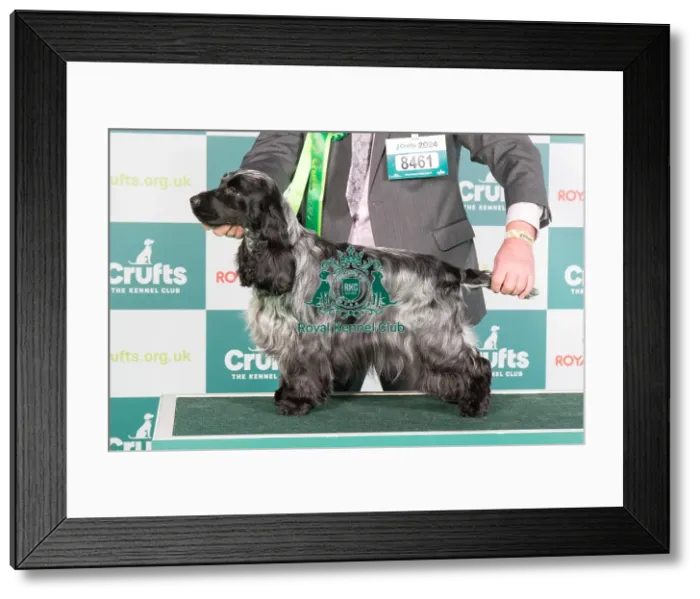 Framed Print : Crufts 2024 Best of Breed Stacked Sh Ch Adriana Sunforest Soul with Manchela (Imp Ukr) JW Owners: Mr M J & Mr M F Masters & Dott Framed Print : Crufts 2024 Best of Breed Stacked Sh Ch Adriana Sunforest Soul with Manchela (Imp Ukr) JW Owners: Mr M J & Mr M F Masters & Dott