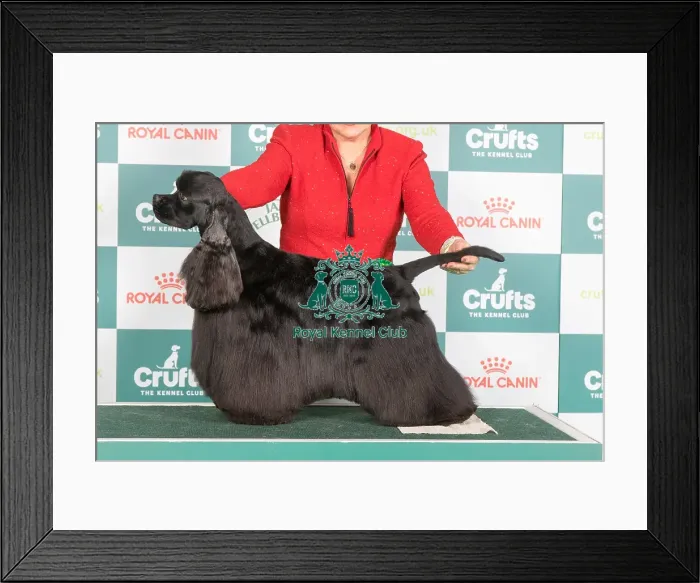 Framed Print : Crufts 2024 Best of Breed Stacked Am / swe / nor / dk Ch Rotojet's Revelation Owner: Mrs Karin Linde Klerholm