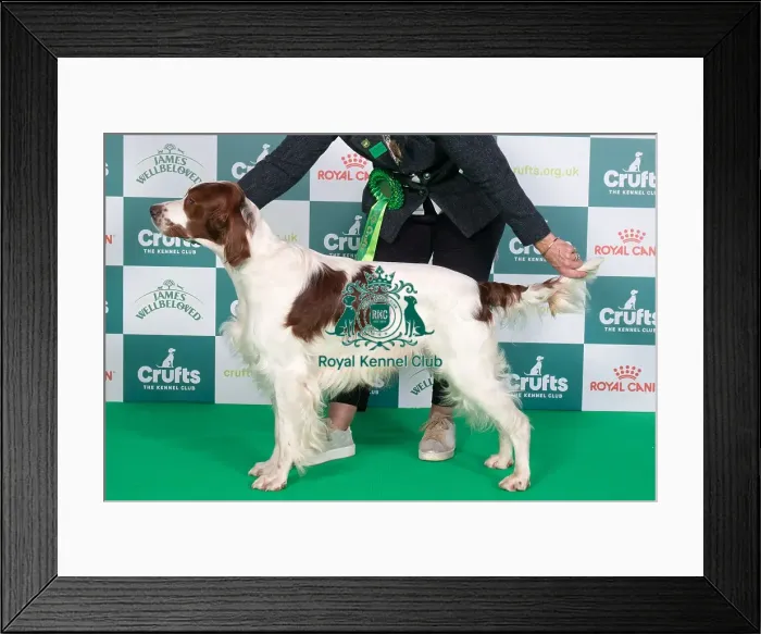 Framed Print : Crufts 2024 Best of Breed Stacked Irish Red and White Setter Sh Ch Talintyre Winter Shadow Owner: Mrs J Tait Framed Print : Crufts 2024 Best of Breed Stacked Irish Red and White Setter Sh Ch Talintyre Winter Shadow Owner: Mrs J Tait