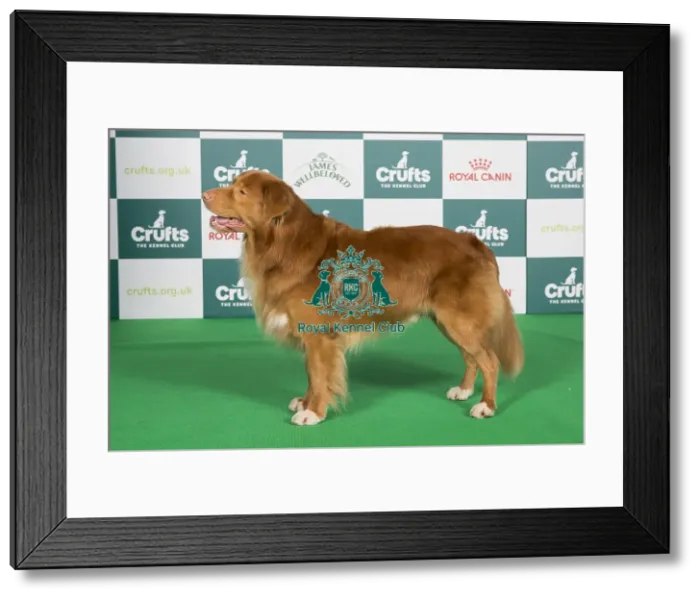 Framed Print : Crufts 2024 Best of Breed Stacked Gundog Group Nova Scotia Duck Tolling Retriever Int / nl / dk (u) / de Ch Alba Nuadh Gwenny's Working Secret Owners: Mr L.d. & Ms J. Douma & Van Der Zijden Framed Print : Crufts 2024 Best of Breed Stacked Gundog Group Nova Scotia Duck Tolling Retriever Int / nl / dk (u) / de Ch Alba Nuadh Gwenny's Working Secret Owners: Mr L.d. & Ms J. Douma & Van Der Zijden