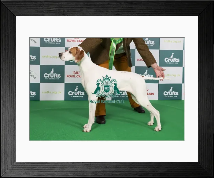 Framed Print : Crufts 2024 Best of Breed Stacked Sh Ch Sniperay Edge of Glory JW Owner: Mrs J Radcliffe Framed Print : Crufts 2024 Best of Breed Stacked Sh Ch Sniperay Edge of Glory JW Owner: Mrs J Radcliffe