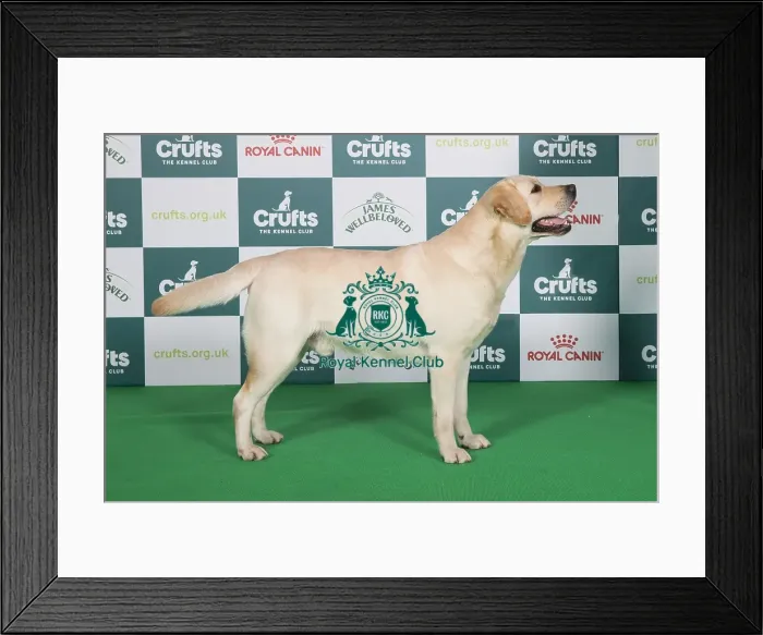 Framed Print : Crufts 2024 Best of Breed Stacked Sh Ch Cremino Calabrese Owners: Mrs J & Mr G Johnson Framed Print : Crufts 2024 Best of Breed Stacked Sh Ch Cremino Calabrese Owners: Mrs J & Mr G Johnson