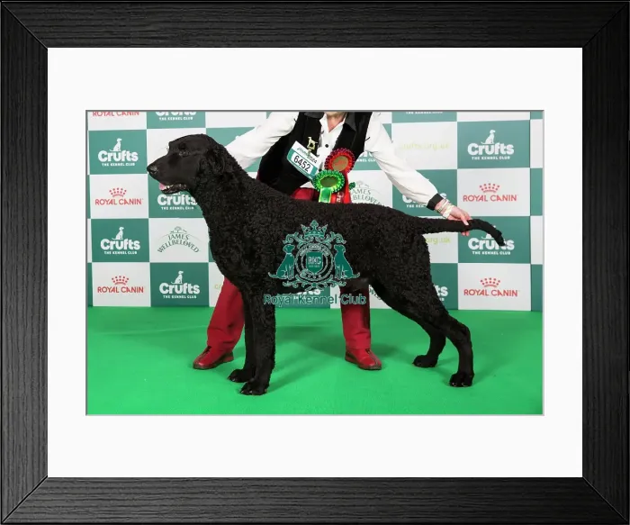 Framed Print : Crufts 2024 Best of Breed Stacked Sh Ch Foxriever Mystic Marvel at Elkysar Owners: Mr K & Mrs M Solomon