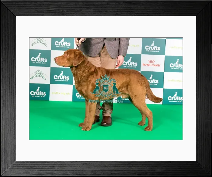 Framed Print : Crufts 2024 Best of Breed Stacked Sh Ch Arnac Bay Huron at Bergelle JW Owners: Miss M V & Mr J & Mr J Mahon & Hunns & Newton