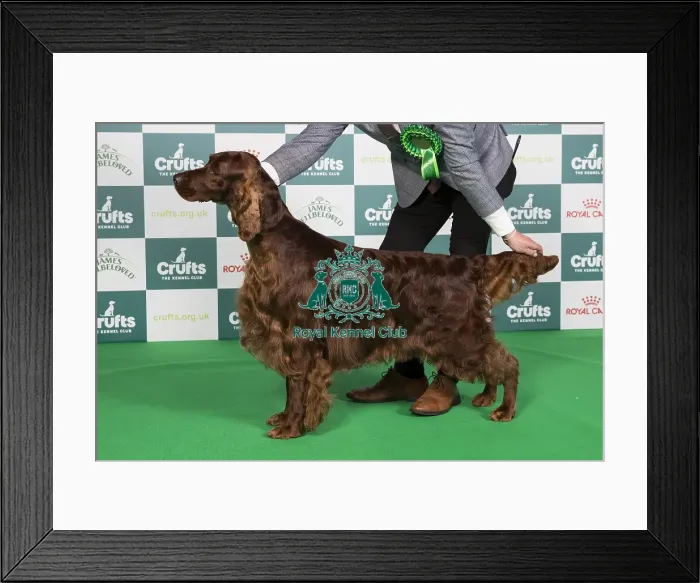 Framed Print : Crufts 2024 Best of Breed Stacked Sh Ch Riverbrue Morning Glory Owners: Mr B A & Miss C Crocker & Lewis Framed Print : Crufts 2024 Best of Breed Stacked Sh Ch Riverbrue Morning Glory Owners: Mr B A & Miss C Crocker & Lewis