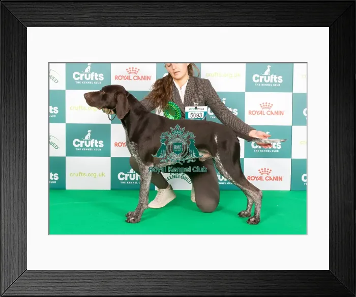 Framed Print : Crufts 2024 Best of Breed Stacked Kavacanne Bolt from The Blue Owners: Miss C & Mr J Wetton & Morris Framed Print : Crufts 2024 Best of Breed Stacked Kavacanne Bolt from The Blue Owners: Miss C & Mr J Wetton & Morris