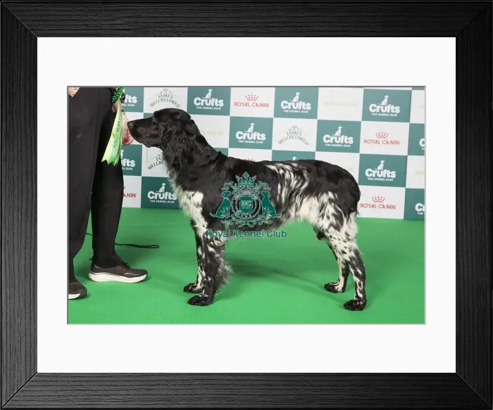 Framed Print : Crufts 2024 Best of Breed Stacked Ch Raycris The Temptress Owners: Mrs C & Dr R A W Ogle & Suchett-Kaye