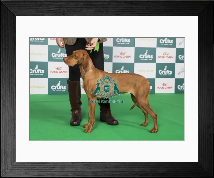 Framed Print : Crufts 2024 Best of Breed Stacked Sh Ch Oakswarren Pure Magic (ai) ShCEx Owners: Miss K & Mr A Legg & Scott