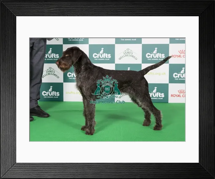 Framed Print : Crufts 2024 Best of Breed Stacked Urvum Arwen Owner: Mr L Cocchi Framed Print : Crufts 2024 Best of Breed Stacked Urvum Arwen Owner: Mr L Cocchi