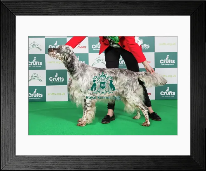Framed Print : Crufts 2024 Best of Breed Stacked Sh Ch Severnsett Firecracker Owners: Mr N A & Mrs P M Darley Framed Print : Crufts 2024 Best of Breed Stacked Sh Ch Severnsett Firecracker Owners: Mr N A & Mrs P M Darley