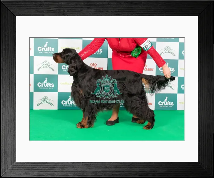 Framed Print : Crufts 2024 Best of Breed Stacked Int Ch / sh Ch Carnoustie Let The Game Begin (ai) (Imp Aus) Owners: Mr J & Mrs R & Mrss Newton & Cornum & Timmermann Framed Print : Crufts 2024 Best of Breed Stacked Int Ch / sh Ch Carnoustie Let The Game Begin (ai) (Imp Aus) Owners: Mr J & Mrs R & Mrss Newton & Cornum & Timmermann