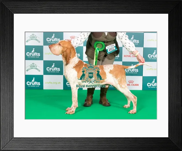 Framed Print : Crufts 2024 Best of Breed Stacked Sh Ch Owlspoint Master of Trouble ShCM ShCEx VW Owners: Mrs A & Miss N Bell & Maddox Framed Print : Crufts 2024 Best of Breed Stacked Sh Ch Owlspoint Master of Trouble ShCM ShCEx VW Owners: Mrs A & Miss N Bell & Maddox