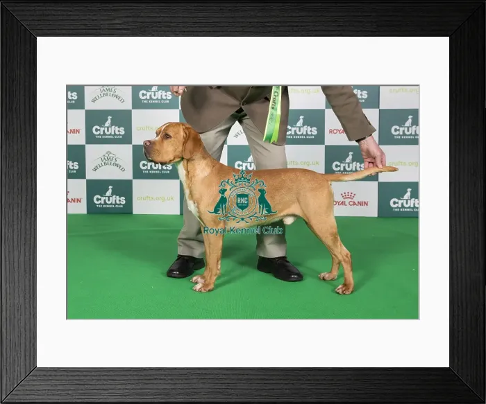 Framed Print : Crufts 2024 Best of Breed Stacked Teisgol Henrique Mr P R & Mrs D E Stilgoe
