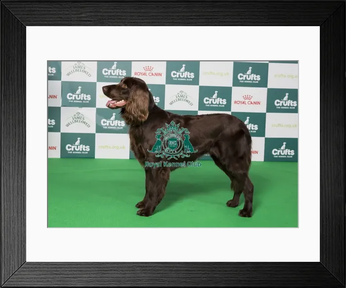 Framed Print : Crufts 2024 Best of Breed Stacked Int / bel Ch Umpalapapa I Feel So Crazy Grace Van De Boterakker Owner: Mrs E Konings Framed Print : Crufts 2024 Best of Breed Stacked Int / bel Ch Umpalapapa I Feel So Crazy Grace Van De Boterakker Owner: Mrs E Konings
